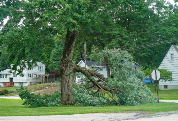 Best Tree Removal Near Me  in Crownpoint, NM